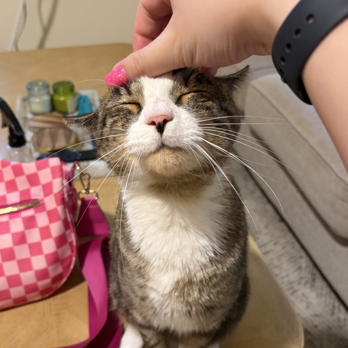 Only The Best Care For Your Fur Baby photo 3