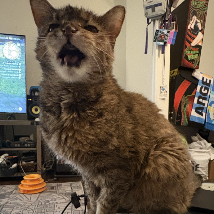 Cat Sitter Shay