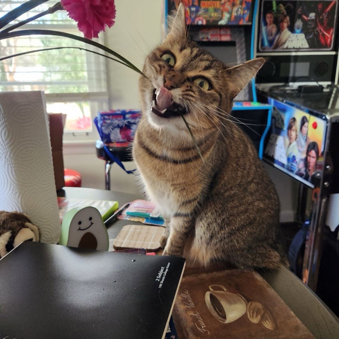 Cat Sitter Shay photo 2