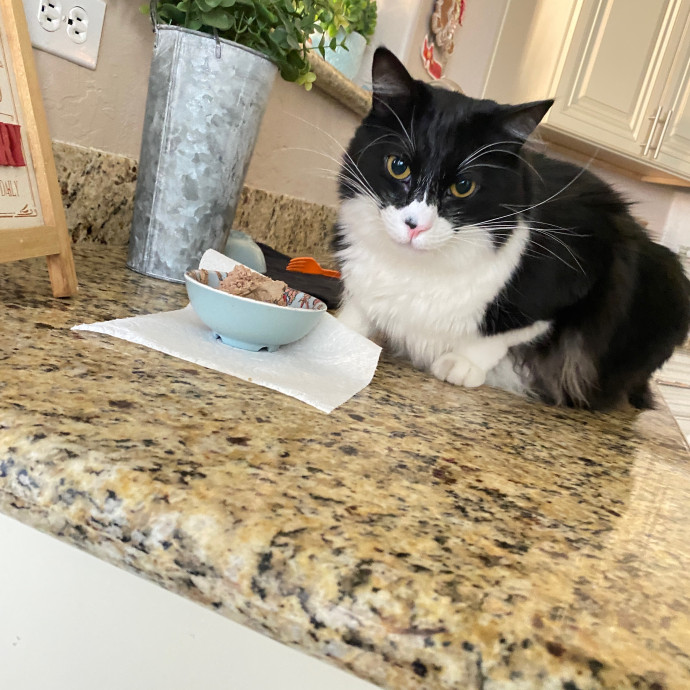 Reese The Sitter