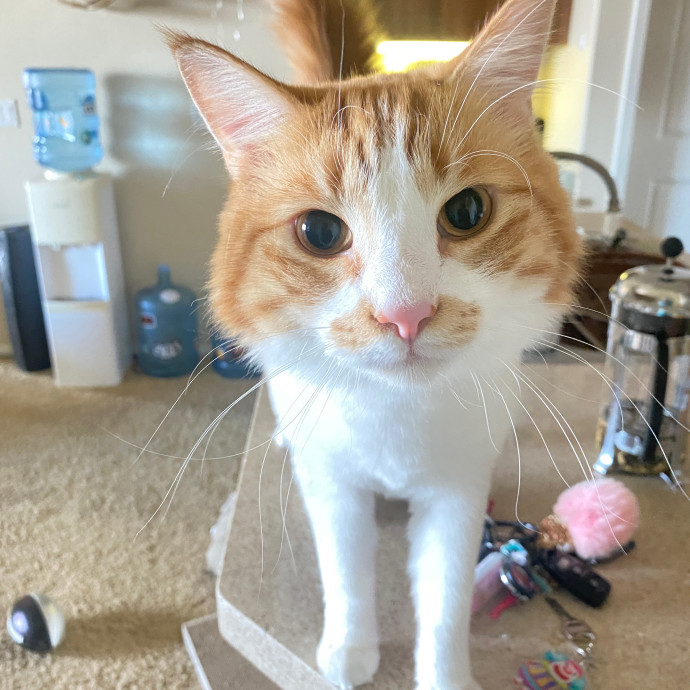 Reese The Sitter
