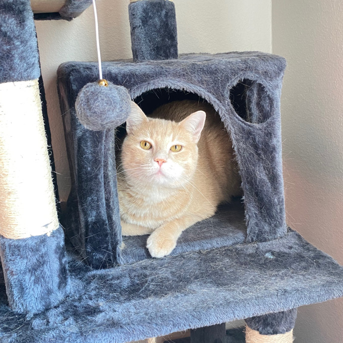 Reese The Sitter
