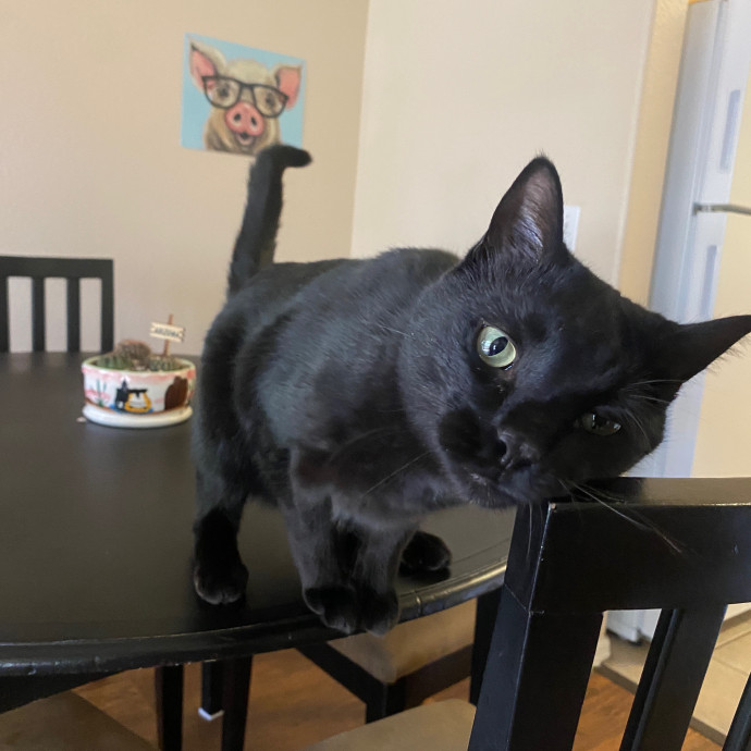 Reese The Sitter