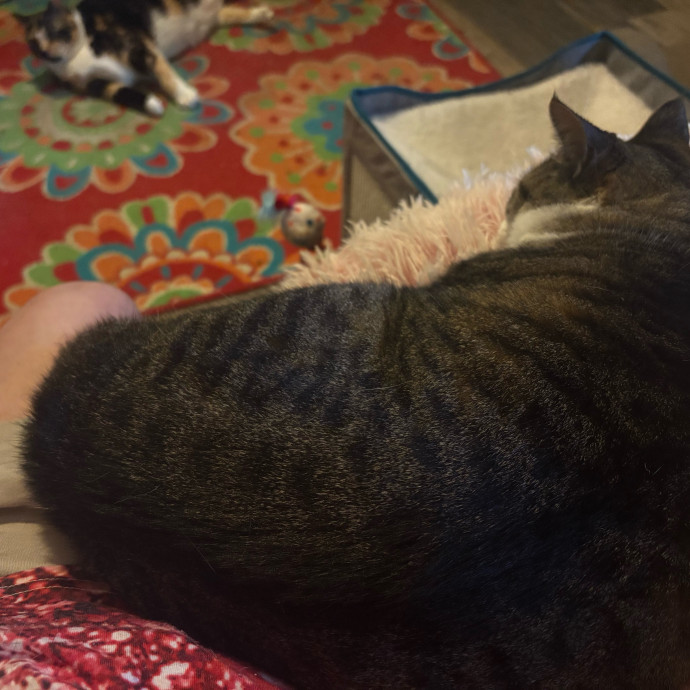 Pawsitively Purrfect Cat Sitter