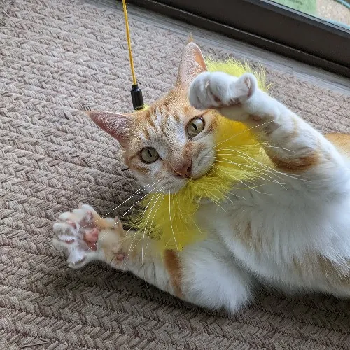 San Antonio's Purrfect Cat Sitter