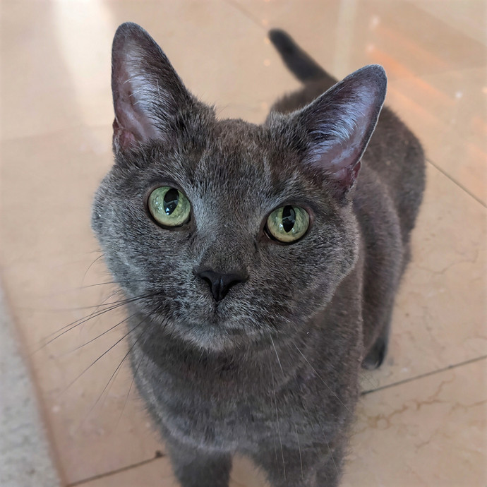 San Antonio's Purrfect Cat Sitter