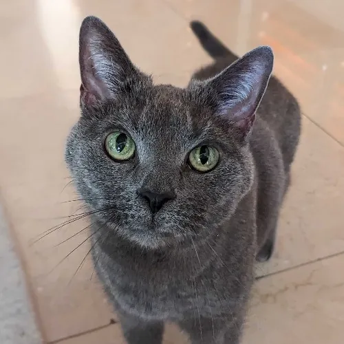 San Antonio's Purrfect Cat Sitter