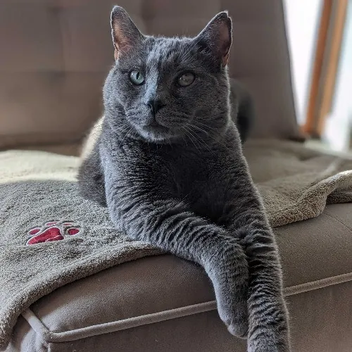 San Antonio's Purrfect Cat Sitter