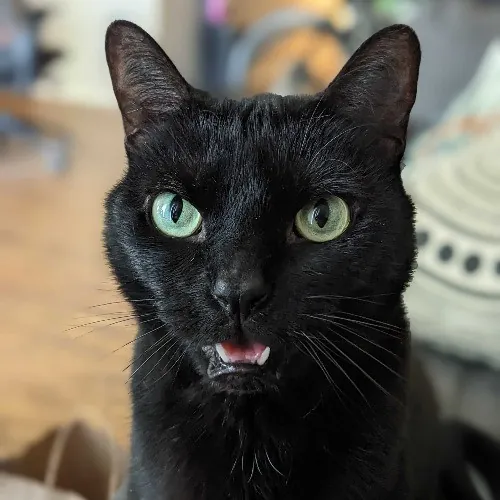 San Antonio's Purrfect Cat Sitter