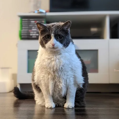 San Antonio's Purrfect Cat Sitter