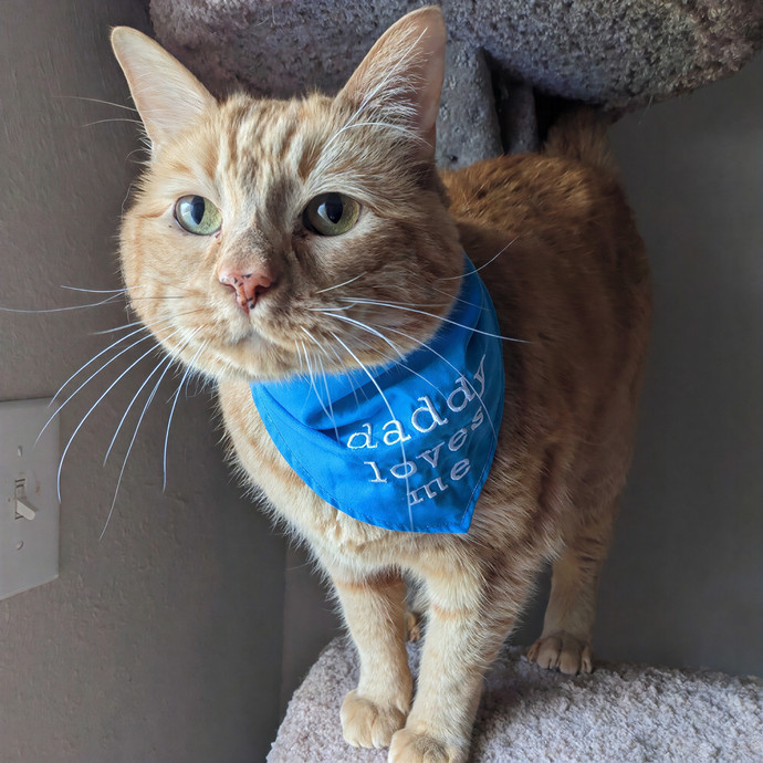 San Antonio's Purrfect Cat Sitter