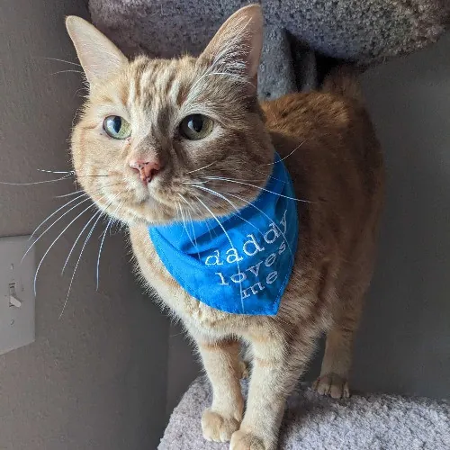 San Antonio's Purrfect Cat Sitter