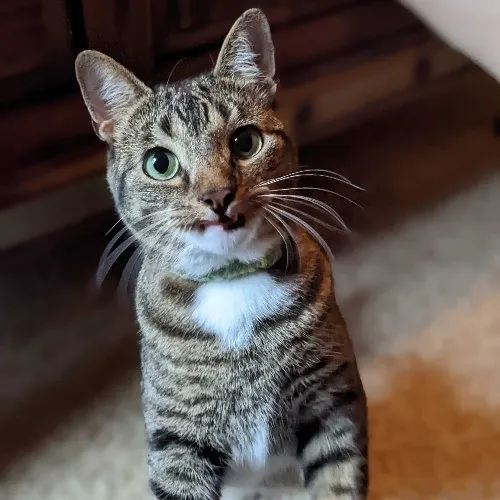 San Antonio's Purrfect Cat Sitter