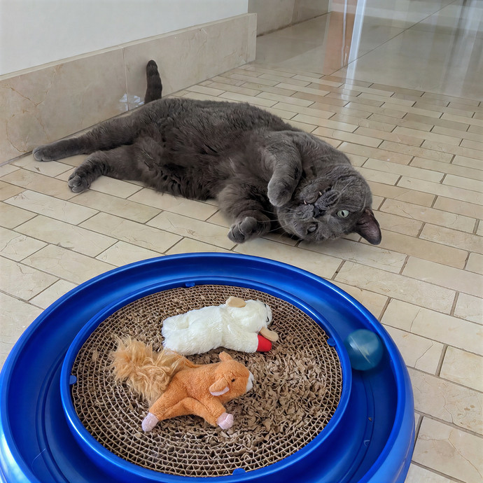 San Antonio's Purrfect Cat Sitter