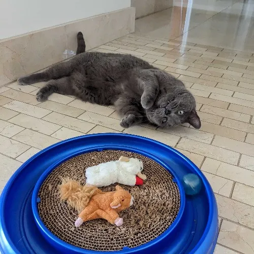 San Antonio's Purrfect Cat Sitter