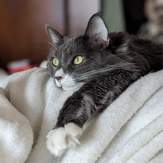 San Antonio's Purrfect Cat Sitter