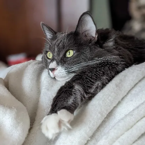 San Antonio's Purrfect Cat Sitter