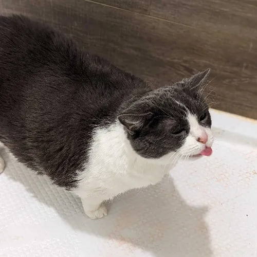 San Antonio's Purrfect Cat Sitter