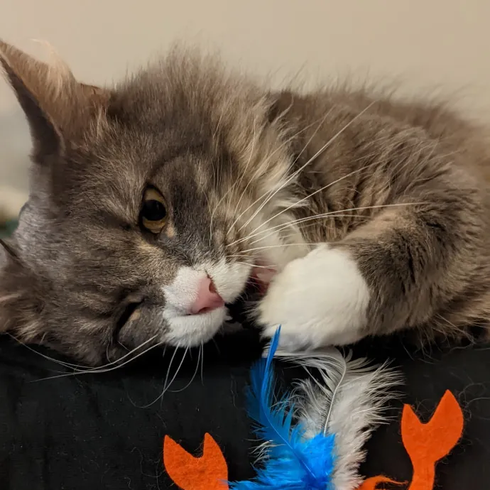 San Antonio's Purrfect Cat Sitter