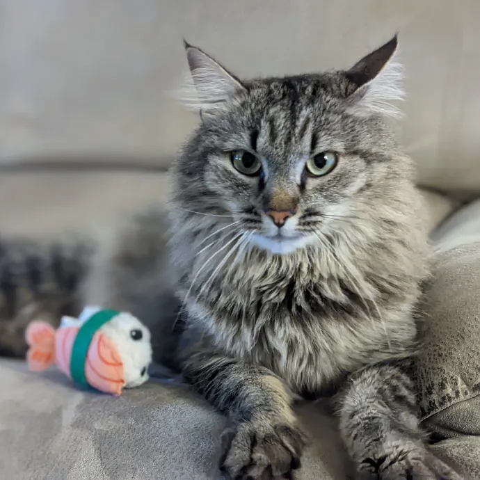 San Antonio's Purrfect Cat Sitter