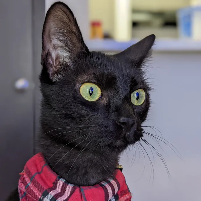 San Antonio's Purrfect Cat Sitter