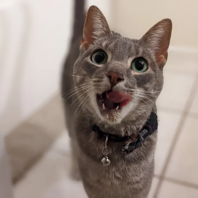 San Antonio's Purrfect Cat Sitter