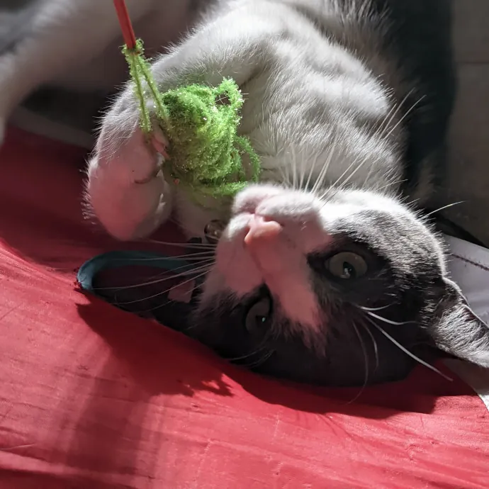 San Antonio's Purrfect Cat Sitter