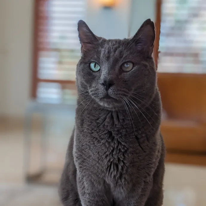 San Antonio's Purrfect Cat Sitter