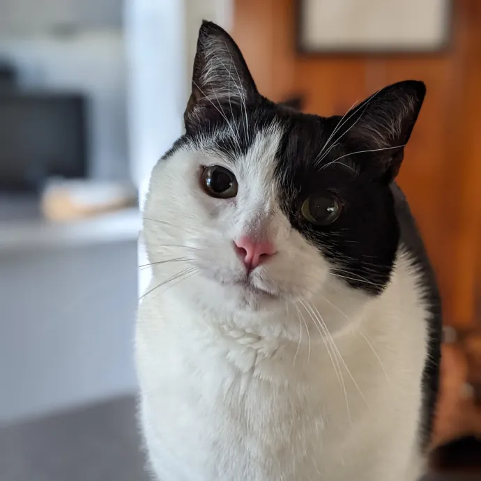 San Antonio's Purrfect Cat Sitter