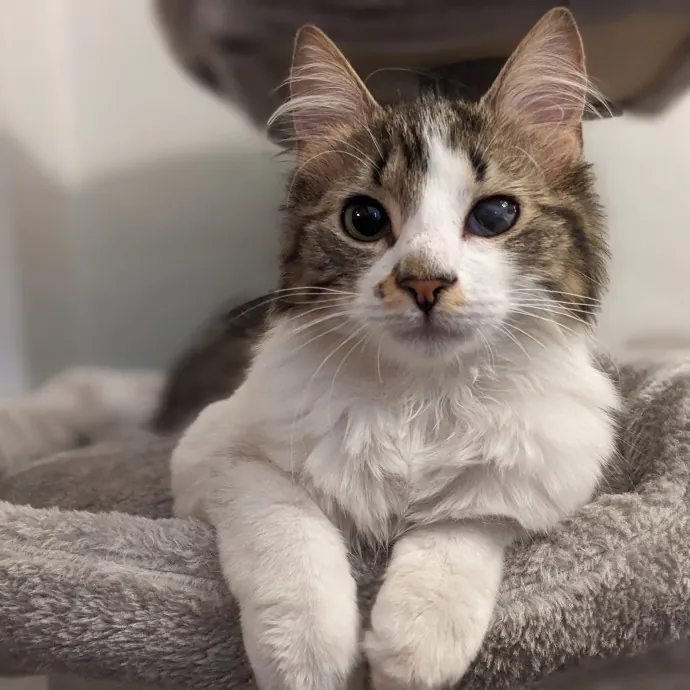 San Antonio's Purrfect Cat Sitter