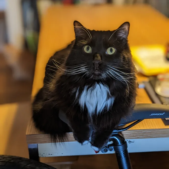 San Antonio's Purrfect Cat Sitter