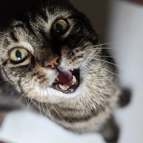 San Antonio's Purrfect Cat Sitter