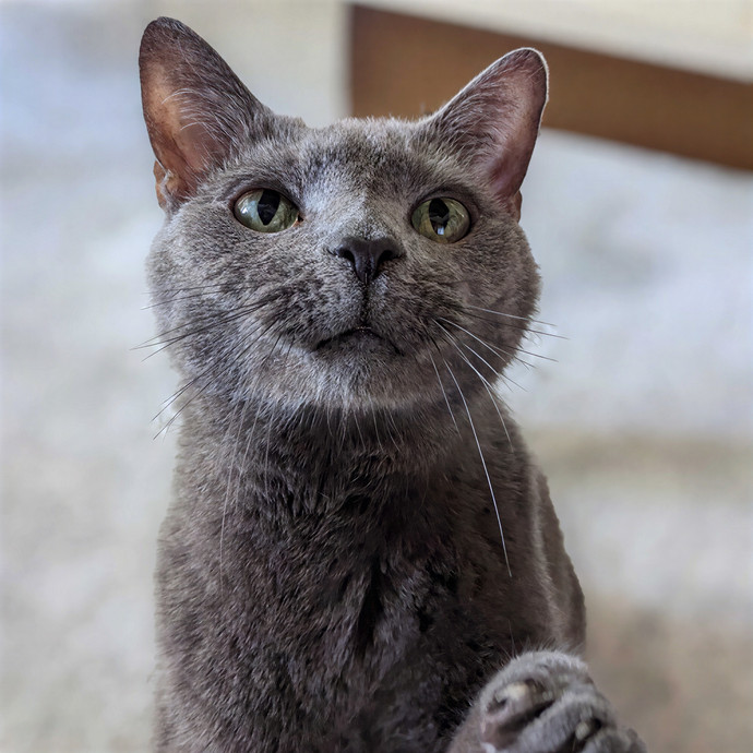 San Antonio's Purrfect Cat Sitter