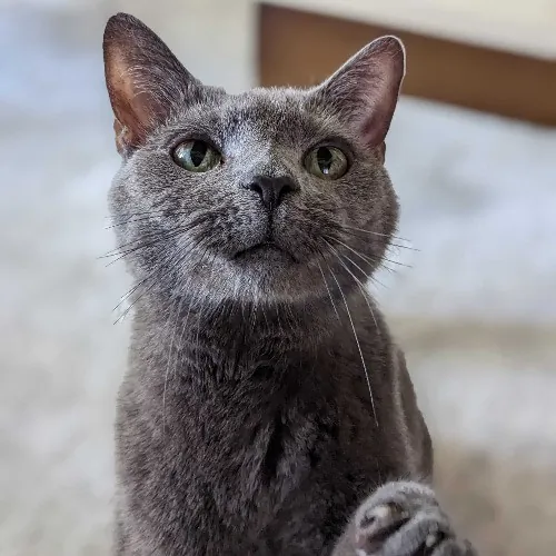 San Antonio's Purrfect Cat Sitter