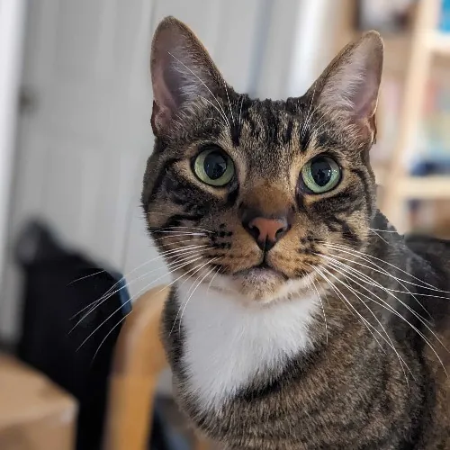 San Antonio's Purrfect Cat Sitter