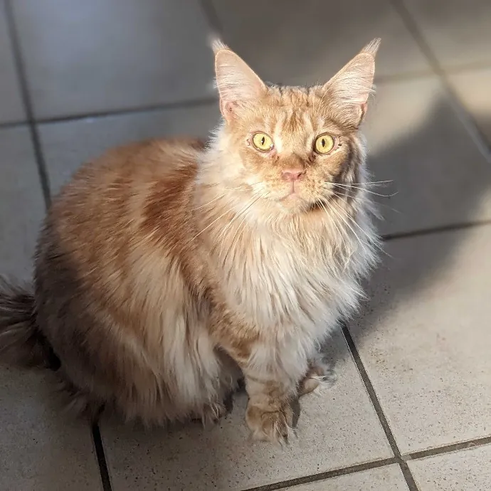 San Antonio's Purrfect Cat Sitter