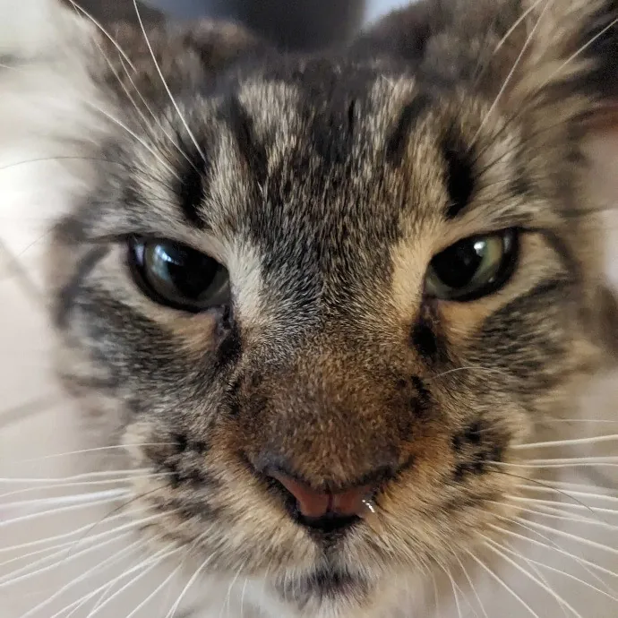 San Antonio's Purrfect Cat Sitter