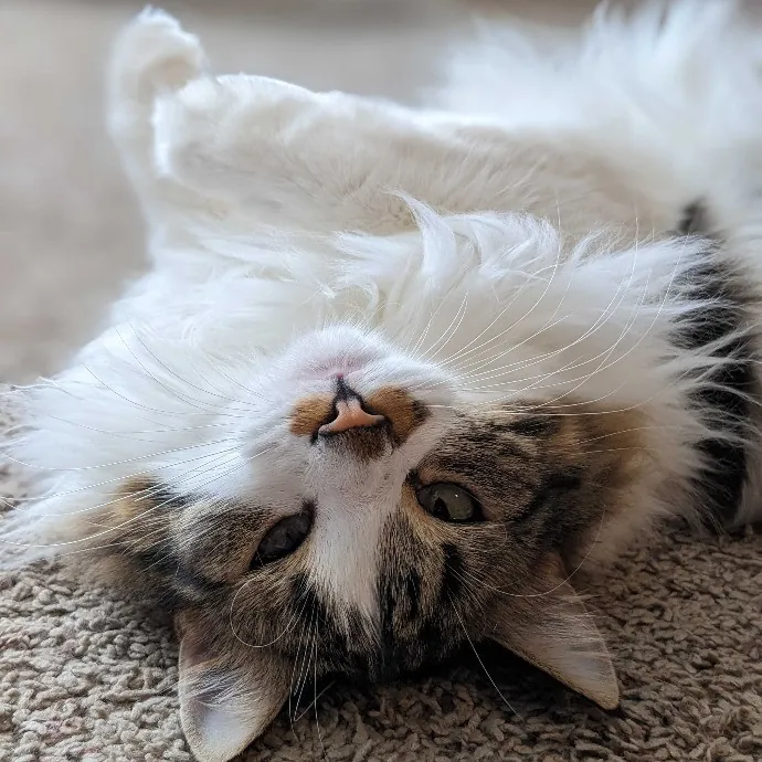 San Antonio's Purrfect Cat Sitter