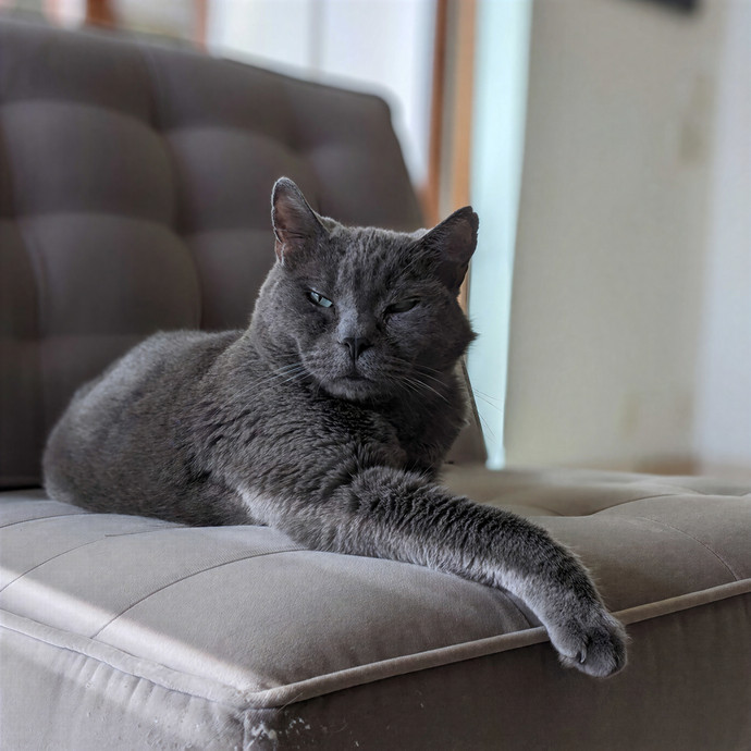 San Antonio's Purrfect Cat Sitter