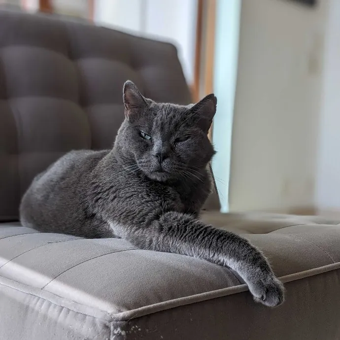 San Antonio's Purrfect Cat Sitter