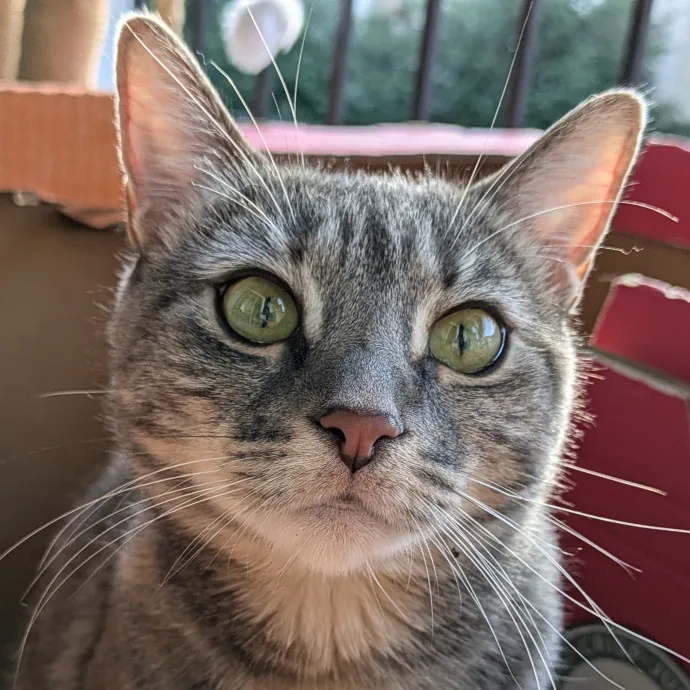 San Antonio's Purrfect Cat Sitter