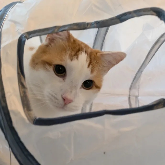 San Antonio's Purrfect Cat Sitter