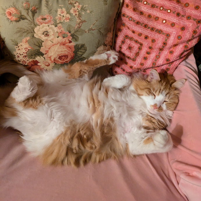 San Antonio's Purrfect Cat Sitter