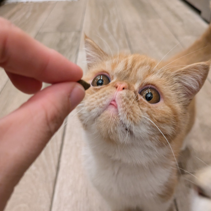 San Antonio's Purrfect Cat Sitter