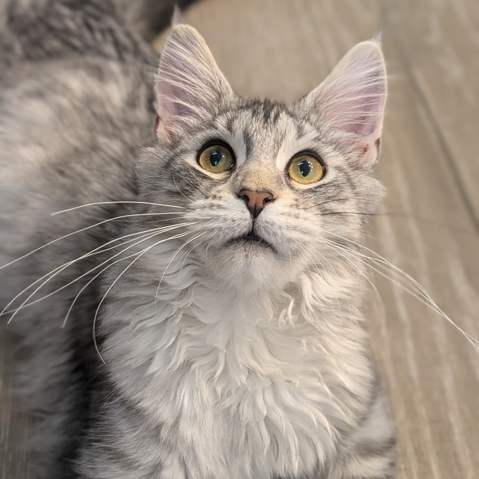 San Antonio's Purrfect Cat Sitter photo 3
