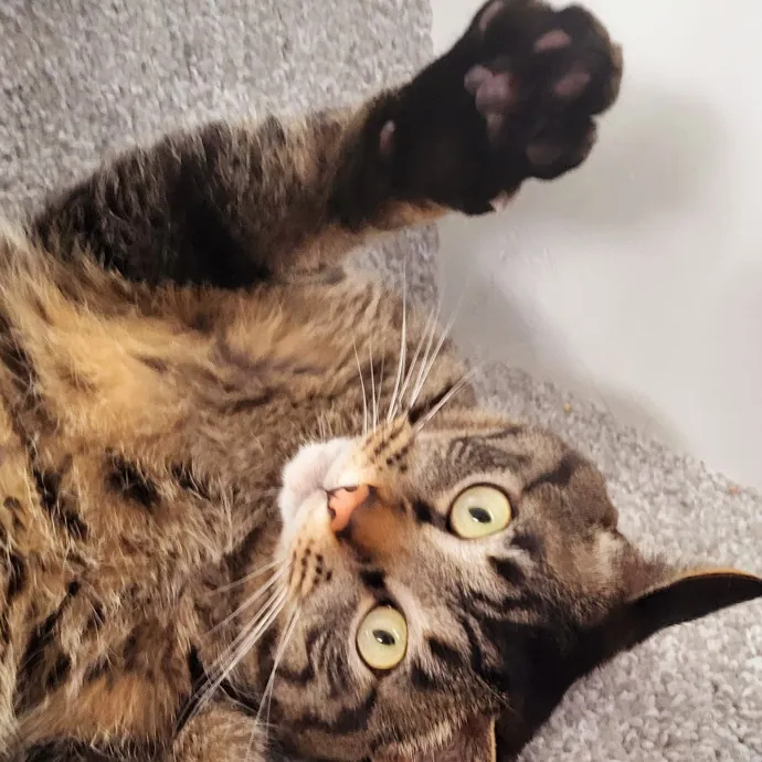 Reliable  Loving Catsitter
