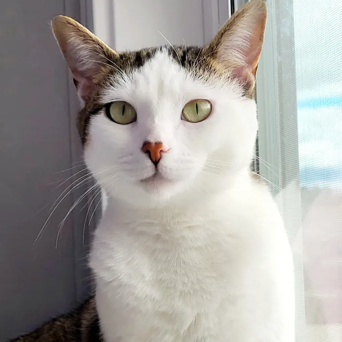 Reliable  Loving Catsitter
