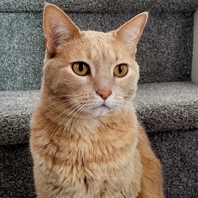 Reliable  Loving Catsitter