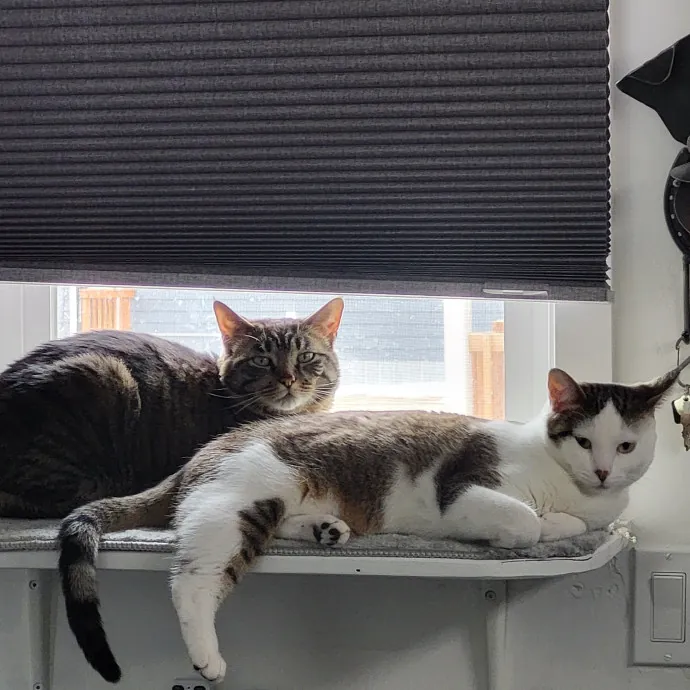 Reliable  Loving Catsitter