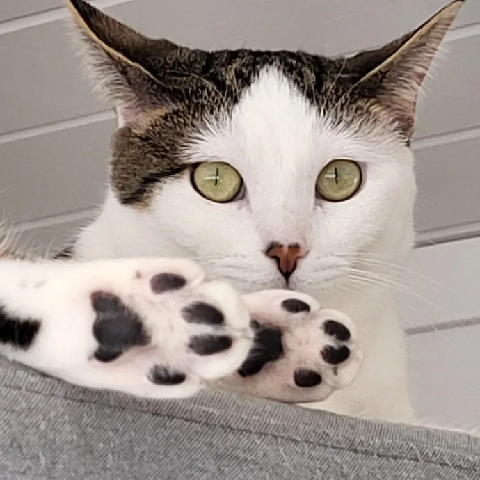 Reliable  Loving Catsitter